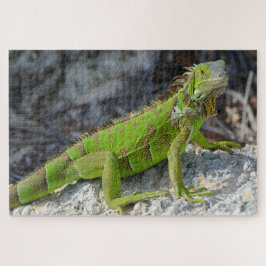 西フロリダ州のイグアナ鍵のクローズアップ ジグソーパズル