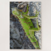 西フロリダ州のイグアナ鍵のクローズアップ ジグソーパズル (縦)