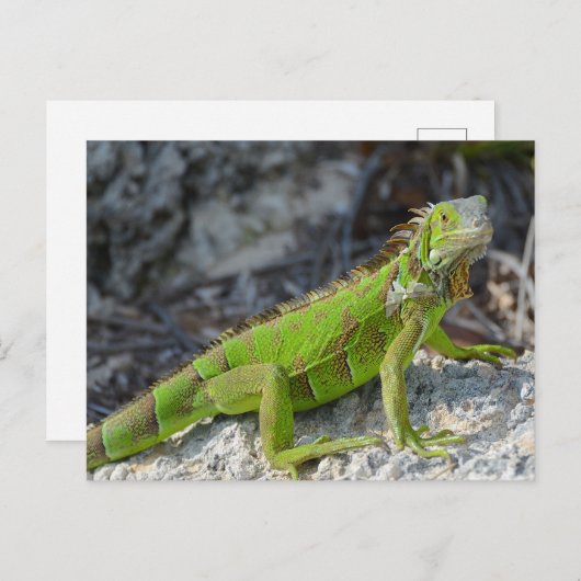 西フロリダ州のイグアナ鍵のクローズアップ ポストカード (正面/裏面)
