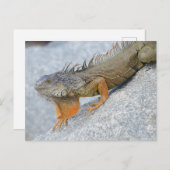 西フロリダ州のイグアナ鍵のクローズアップ ポストカード (正面/裏面)