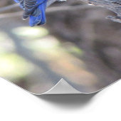 西ブルーバード ポスター (角)