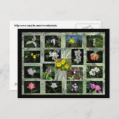 西モンタナワイルドフラワーポストカード ポストカード (正面/裏面)