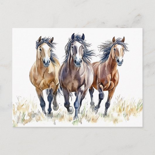 西ワイルドフリーのマスタング馬はがき ポストカード (正面)
