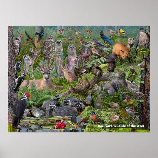 西側識別の裏庭の野生動物 ポスター (正面)