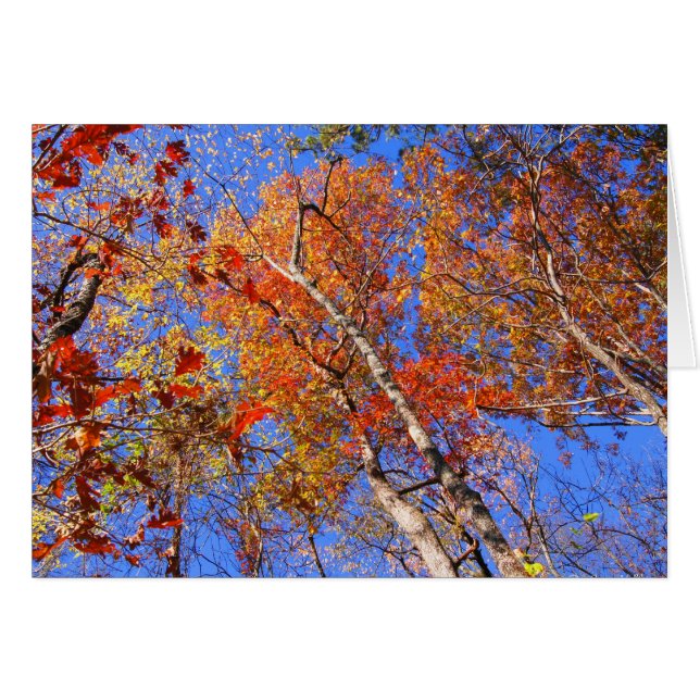 西山秋のホット春国立公園の贈り物 (正面横)