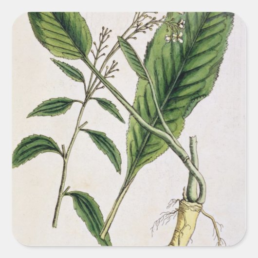 西洋わさびは、「好奇心が強い草」からの415を、puめっきします スクエアシール (正面)