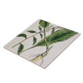 西洋わさびは、「好奇心が強い草」からの415を、puめっきします タイル (側面)