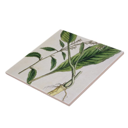 西洋わさびは、「好奇心が強い草」からの415を、puめっきします タイル (側面)