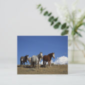 西牧草地に立つ馬 ポストカード (スタンド正面)