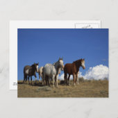 西牧草地に立つ馬 ポストカード (正面/裏面)