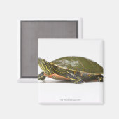 西絵を描亀（クリュセミス・ピクタ・ベリィ）、 マグネット (正面/裏面)