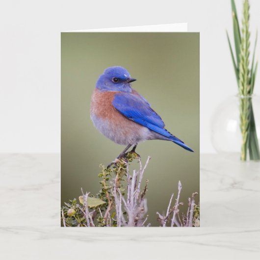 西部のブルーバード カード (正面)