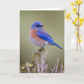 西部のブルーバード カード (黄色い花)