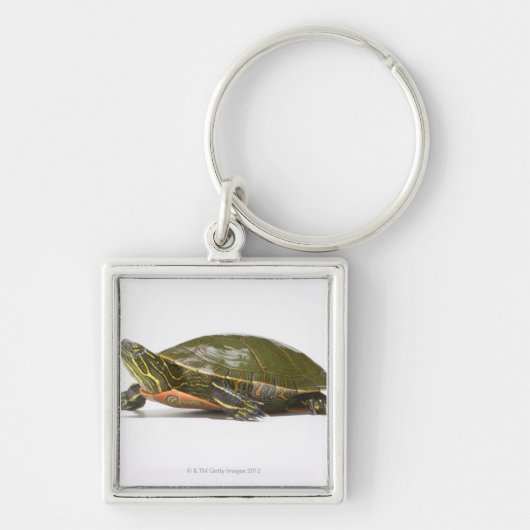 西部の色彩の鮮やかなカメ(Chrysemysのpictaのbellii)、 キーホルダー (正面)