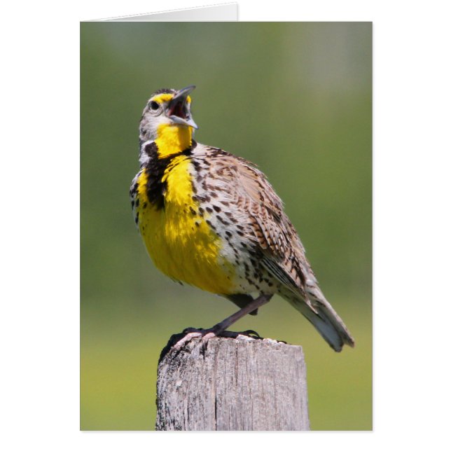 西部のMeadowlark (正面)
