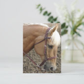 西部のPalomino ポストカード (スタンド正面)