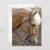 西部のPalomino ポストカード (正面/裏面)