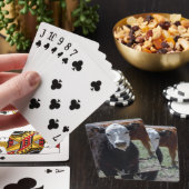 西部若い牛白黒顔 トランプ (インサイチュ)