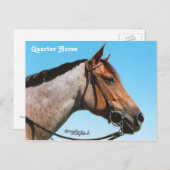 西4分の1馬はがき ポストカード (正面/裏面)
