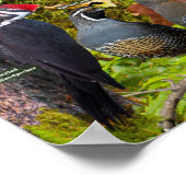 西IDポスターの裏庭の鳥 ポスター (角)