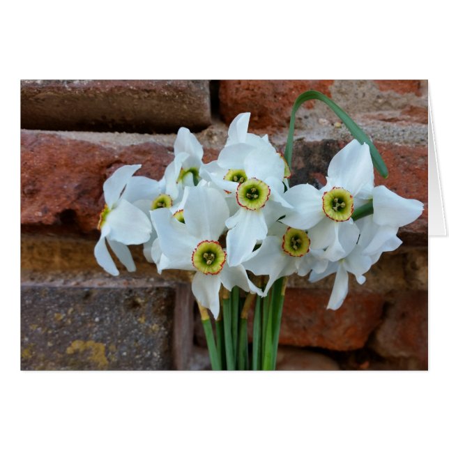 要塞の壁の近くの水仙 (正面横)