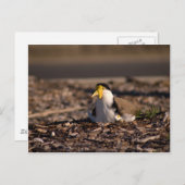 覆面ラッピング ポストカード (正面/裏面)