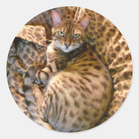 見えるか？ ラウンドシール (正面)