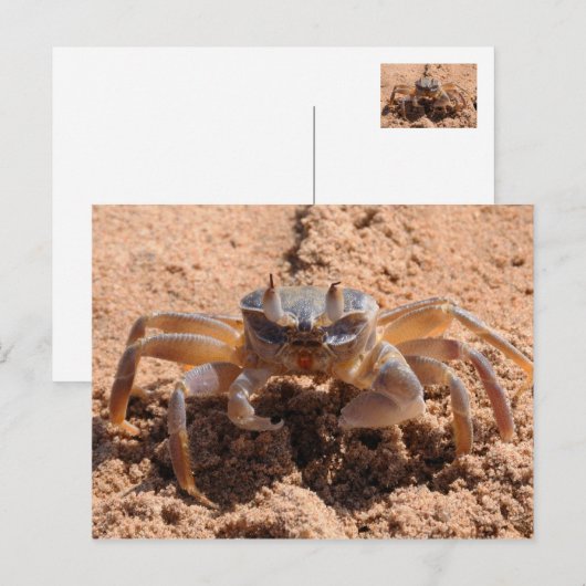 見えるわ – ビーチのカニ ポストカード (正面/裏面)