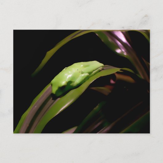 『見え隠れ』はがき ポストカード (正面)