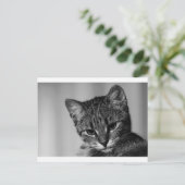 見せて…（疑い深い猫） ポストカード (スタンド正面)