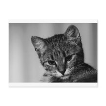 見せて…(疑い深い猫)