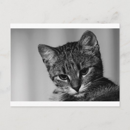 見せて…（疑い深い猫） ポストカード (正面)