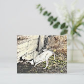 見つけたぞ！ ポストカード (スタンド正面)