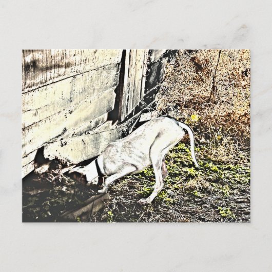 見つけたぞ！ ポストカード (正面)