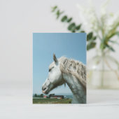 見つめる斑のある灰色 ポストカード (スタンド正面)