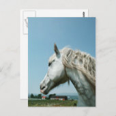 見つめる斑のある灰色 ポストカード (正面/裏面)