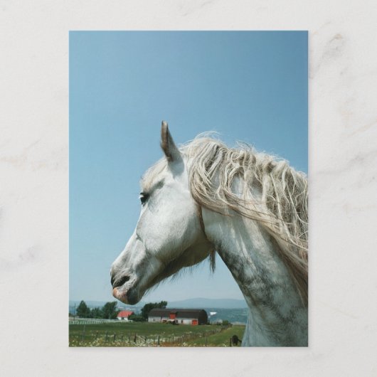 見つめる斑のある灰色 ポストカード (正面)