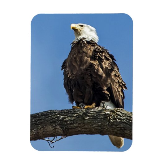 見つめ上げる マグネット (縦)