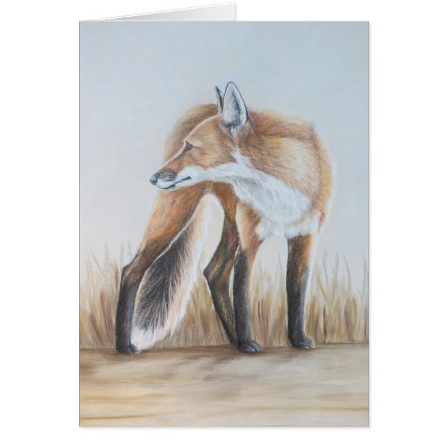 見ているアカギツネ (正面)