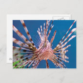 見ているライオンの魚 ポストカード (正面/裏面)