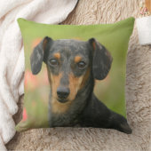 見ている滑らか髪のミニチュアダックスフントの子犬 クッション (ブランケット)