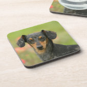 見ている滑らか髪のミニチュアダックスフントの子犬 コースター (左側)