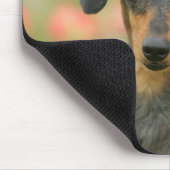 見ている滑らか髪のミニチュアダックスフントの子犬 マウスパッド (コーナー)