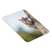 見てろ！リス磁石 マグネット (右側)