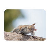 見てろ！リス磁石 マグネット (横)