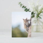 見てろ！リス葉書 ポストカード (スタンド正面)