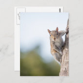 見てろ！リス葉書 ポストカード (正面/裏面)