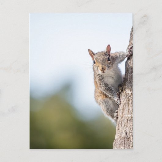 見てろ！リス葉書 ポストカード (正面)