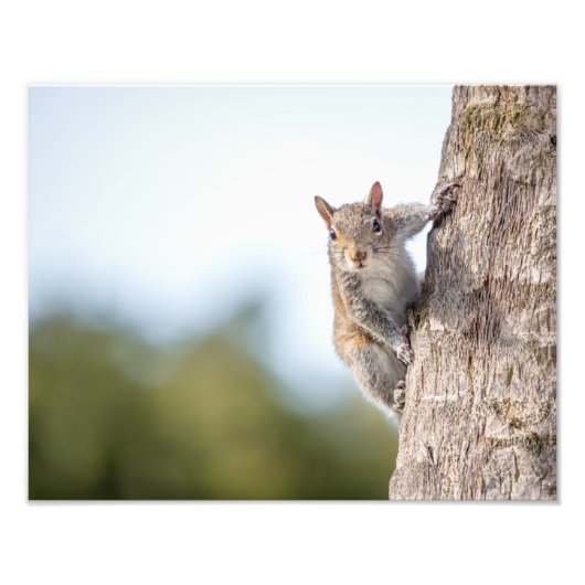 見てろ！Squirrelフォトプリント フォトプリント (正面)