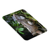 見て私を見るLizzard Singapore Zoo Magnet マグネット (右側)